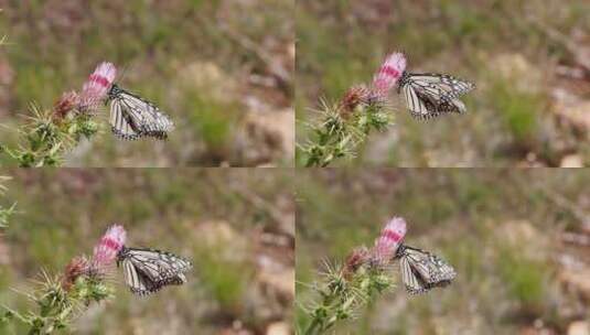 美丽的花蝴蝶自然美丽高清在线视频素材下载
