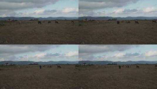 奶牛吃草的时间推移-农场平坦的土地高清在线视频素材下载