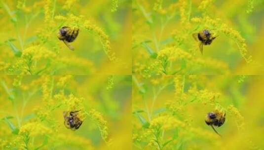 蜜蜂在黄色花丛采蜜特写高清在线视频素材下载