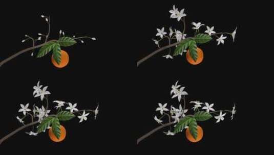 橙树枝-盛开的花果-I-Alpha Ch高清在线视频素材下载