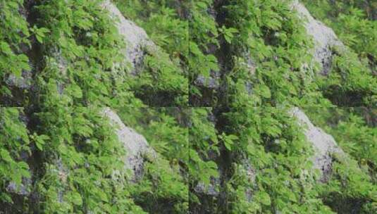 岩壁叶子滴水高清在线视频素材下载