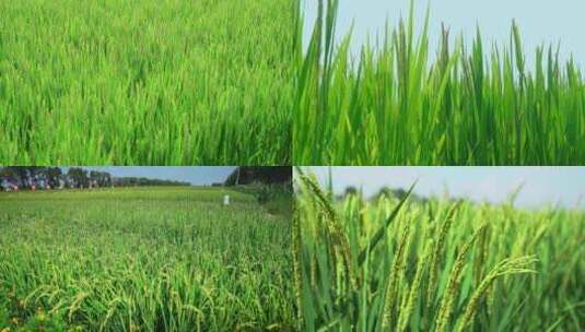 水田实验基地绿色稻稻穗高清在线视频素材下载