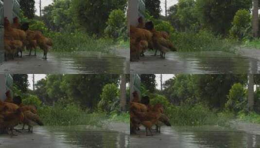 下雨清明谷雨酸雨倾盆大雨蒙蒙细雨高清在线视频素材下载