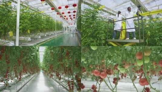 现代设施农业高清在线视频素材下载