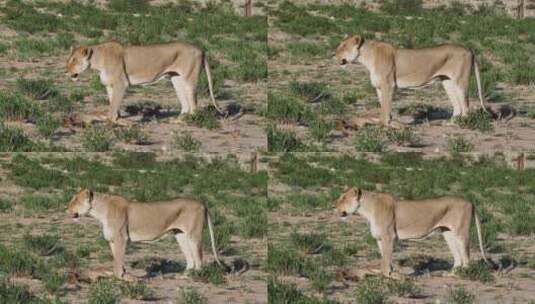 南非成年雌狮与动物猎物。静态拍摄高清在线视频素材下载
