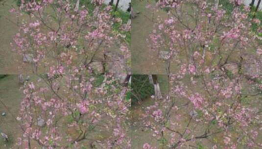 春天樱花盛开航拍高清在线视频素材下载