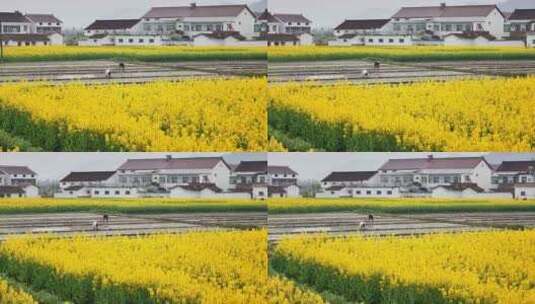 春天里陕西汉中新农村辛勤耕作的农民高清在线视频素材下载