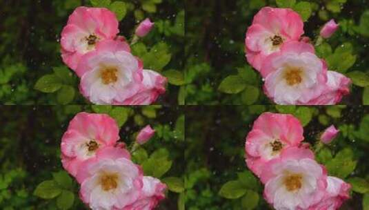 雨中蔷薇花高清在线视频素材下载
