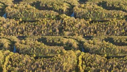 大兴安岭秋季蜿蜒的森林小河高清在线视频素材下载