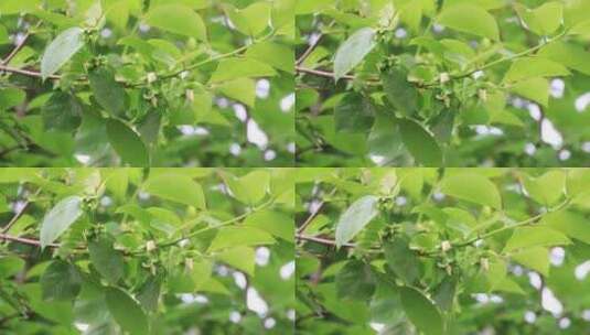 生机勃勃的柿子树嫩叶柿子花高清在线视频素材下载