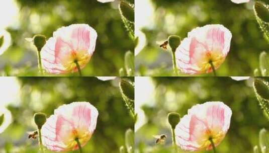 采蜜的蜜蜂逆光慢动作高清在线视频素材下载