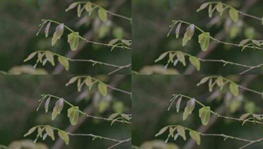 树叶嫩叶嫩芽生长高清在线视频素材下载