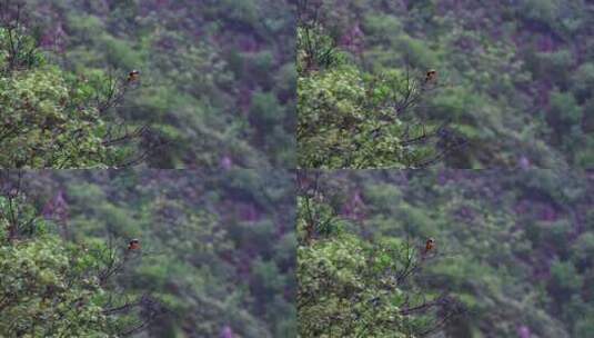 夏季雨中山林树枝上的小鸟高清在线视频素材下载