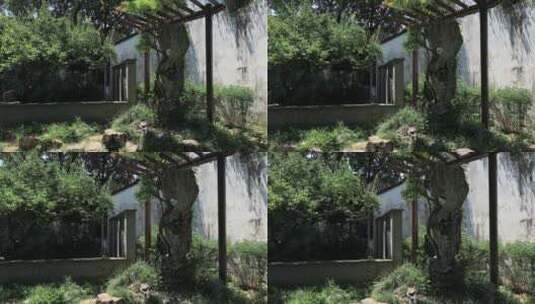 唯美阳光古典庭院 常熟燕园高清在线视频素材下载