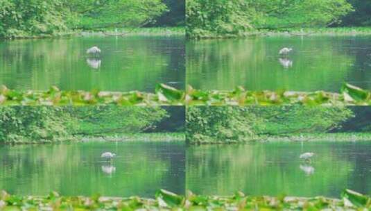 杭州西湖茅家埠春天水面上的白鹭慢镜头高清在线视频素材下载