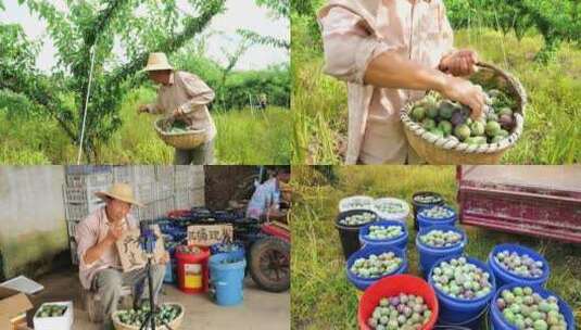 李子产地 李子种植 李子种植基地高清在线视频素材下载