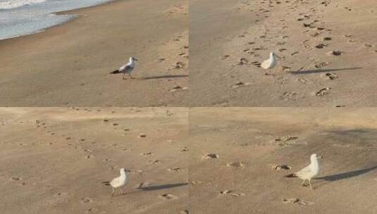 海边沙滩的海鸥高清在线视频素材下载