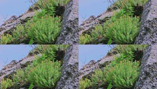 夏季高山草甸牧场绿色植物草地野花高清在线视频素材下载