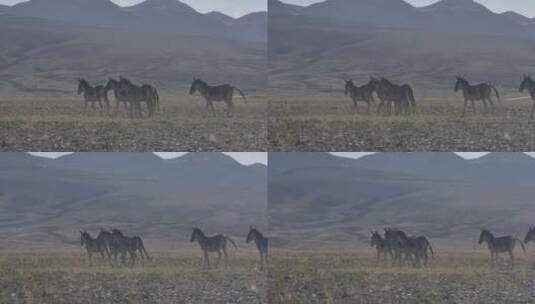 阿里地区藏野驴航拍高清在线视频素材下载