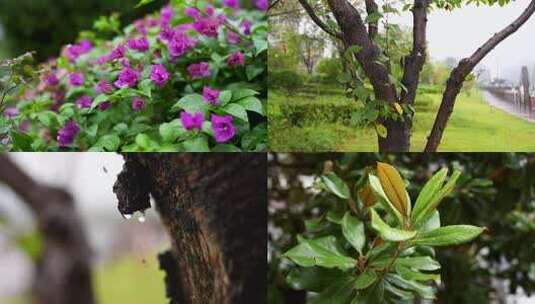 雨滴 树木 雨水 下雨 万物复苏高清在线视频素材下载