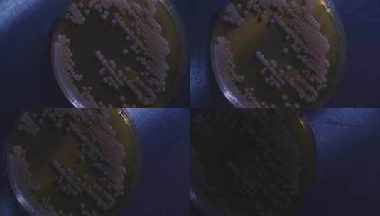 生物实验室培养皿实验特写高清在线视频素材下载