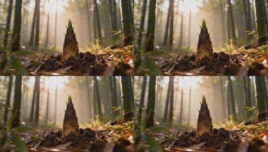 竹林中竹笋破土而出景象高清在线视频素材下载