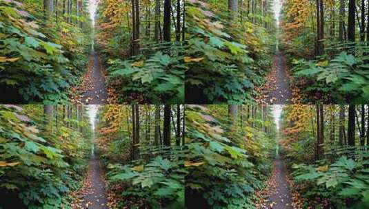 森林中铺满落叶的林间小道高清在线视频素材下载