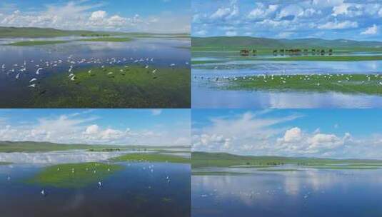 草原湿地飞鸟全景高清在线视频素材下载