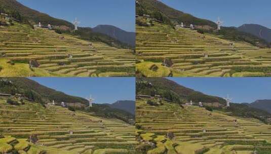 航拍浙江丽水云和梯田 秋天丰收的金色稻田高清在线视频素材下载