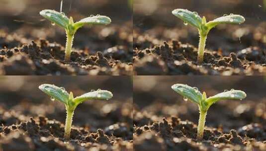 植物生长生命力延时摄影视频高清在线视频素材下载