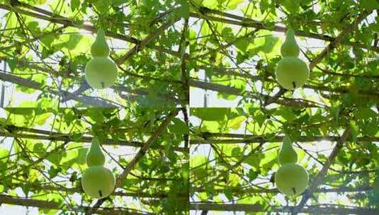 4K生长的葫芦绿叶逆光实拍视频高清在线视频素材下载