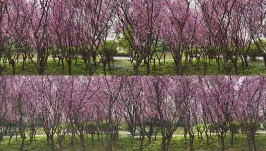 春天公园里大片紫红色梅花盛开高清在线视频素材下载
