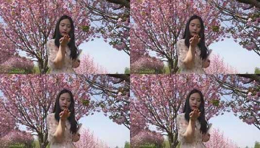 女子赏樱轻嗅花瓣高清在线视频素材下载