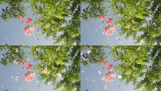 空中飞舞的花瓣高清在线视频素材下载