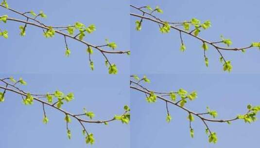 春天树枝发出嫩芽高清在线视频素材下载