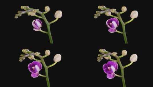 盛开的紫兰蝴蝶兰花高清在线视频素材下载