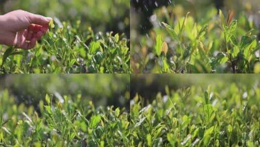 （9镜合集）阳光雨露雨水茶园茶叶采茶高清在线视频素材下载