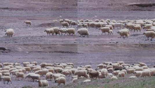 青海戈壁上的羊群高清在线视频素材下载
