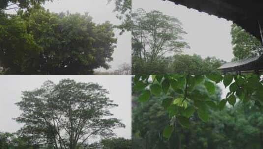 树木绿叶雨景暴雨下雨梅雨雨季高清在线视频素材下载