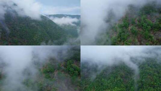 高山森林云雾缭绕高清在线视频素材下载