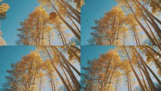 4K-慢镜头仰望秋季飘落的树叶高清在线视频素材下载