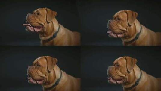 Dogue De Bordeaux，狗，高清在线视频素材下载