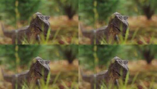 恐龙， CGI，灭绝动物，3d高清在线视频素材下载