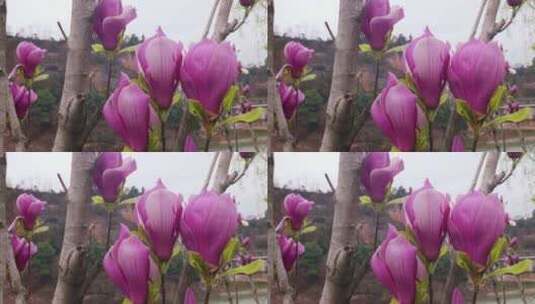植物园春天美丽的玉兰花开放高清在线视频素材下载