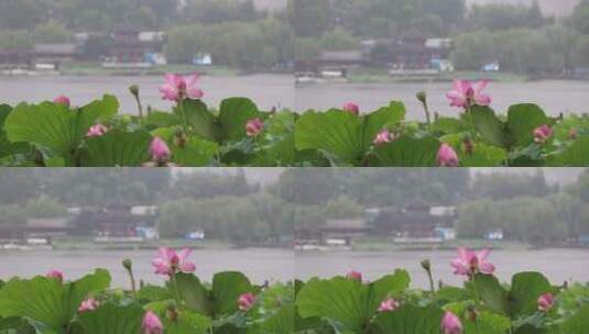 济南夏季大明湖，雨中荷花盛开娇艳醉人高清在线视频素材下载