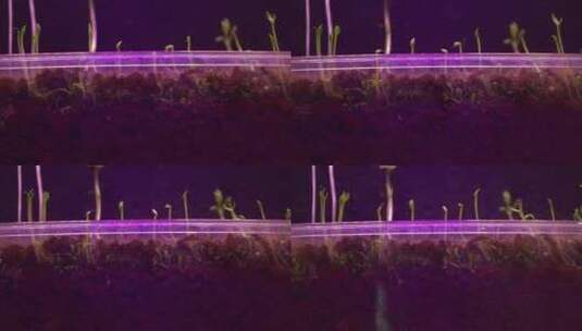 植物TL 2高清在线视频素材下载