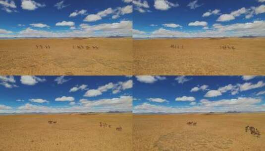 阿里地区藏野驴高清在线视频素材下载