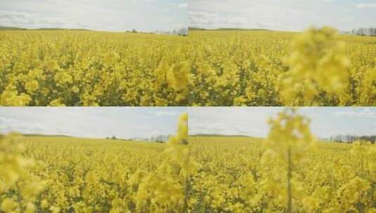 3699_黄色的花朵和树木作为背景高清在线视频素材下载