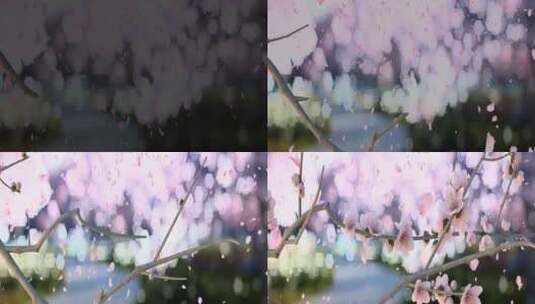 樱花花瓣竹海高清在线视频素材下载