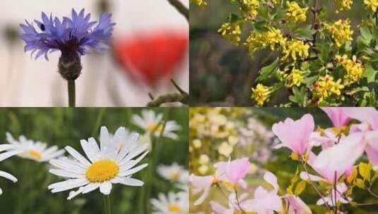 紫色矢车菊 雏菊 小黄花 粉花高清在线视频素材下载